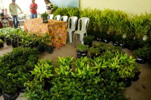 Famílias Sem Terras plantam 50 mil mudas de árvores na Chapada Diamantina