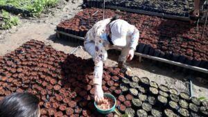 Leia mais sobre o artigo Famílias Sem Terra do Assentamento Antônio Araújo realizam colheita de cacau e cultivam mudas para campanha Nacional de Plantio de Árvores