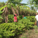 Movimento Sem Terra lança Café da Reforma Agrária, na Bahia